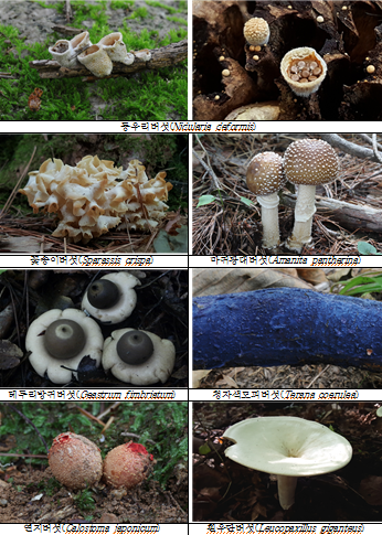 가야산국립공원에 서식하는 다양한 버섯 (사진제공/환경부)