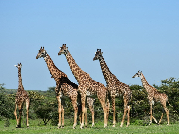 응고롱고로 보호구역을 거니는 기린 가족. 사진=탄자니아관광청 제공