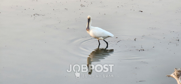 경주 도심 형산강(서천)에서 먹이활동하는 노랑부리저어새