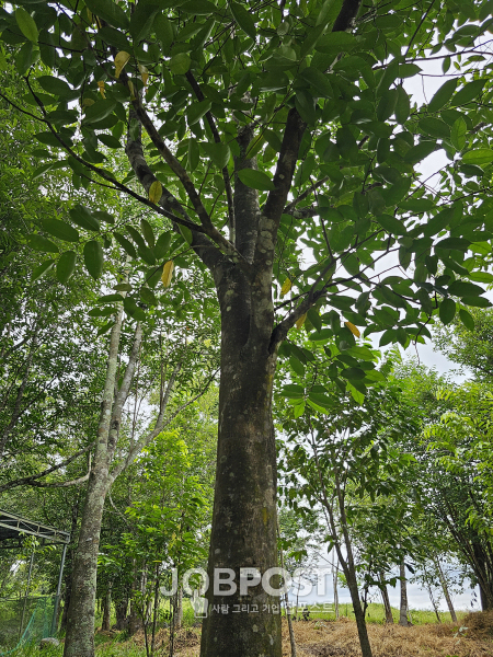 사진_침향나무 (로얄아가우드팜)
