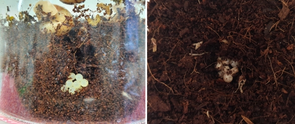 (왼쪽)참달팽이 산란-(오른쪽)참달팽이 산란관리 모습 (사진제공/환경부)