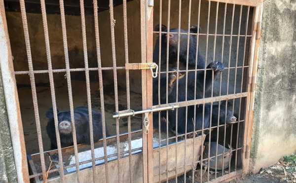 불법 사육 농가 반달가슴곰(사육시설 미등록) (사진제공/낙동강유역환경청)