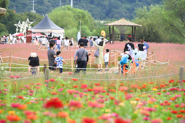 평창군 백일홍축제가 코로나19극복과 지역경제 활성화 차원에서 10월까지 무료개방된다