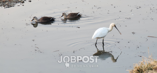 경주 도심 형산강(서천)에서 먹이활동하는 노랑부리저어새