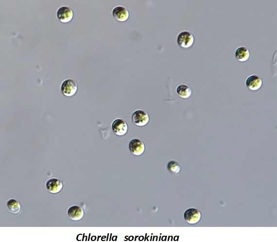 클로렐라 소로키니아나(Chlorella sorokiniana) (자료제공=환경부)