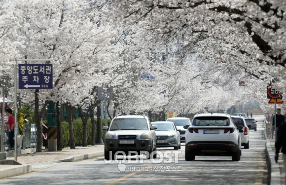 “벚꽃으로 물든 정읍” 3월 28일~4월 1일 벚꽃축제 개최