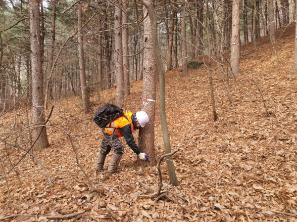 용인특례시가 소나무숲 보호를 위한 소나무재선충병 방제사업을 진행했다. 관계자가 방제 작업을 하고 있다