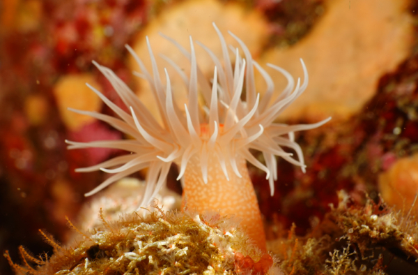 제주도에서 자생하는 별란말미잘(Halcurias carlgreni) (제공=국립호남권생물자원관)