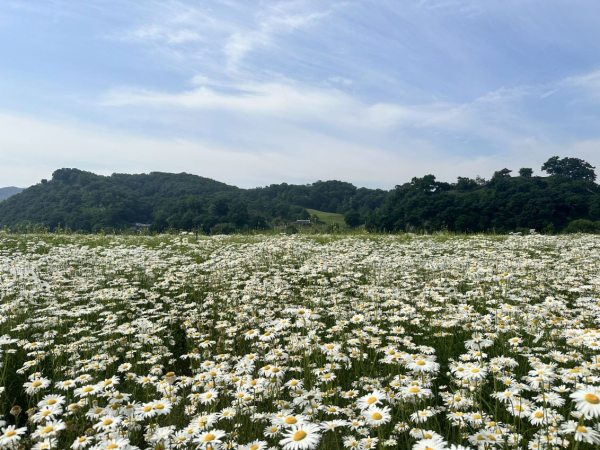 미르섬 전경 사진